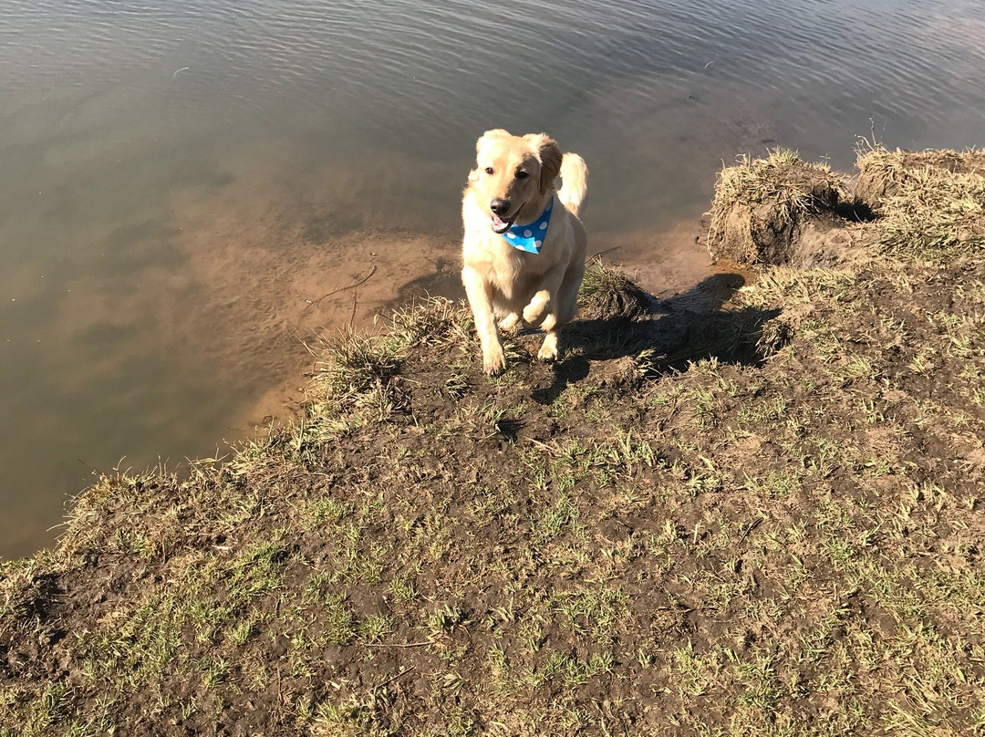 Walkhaven Dog Park-约翰内斯堡必去景点