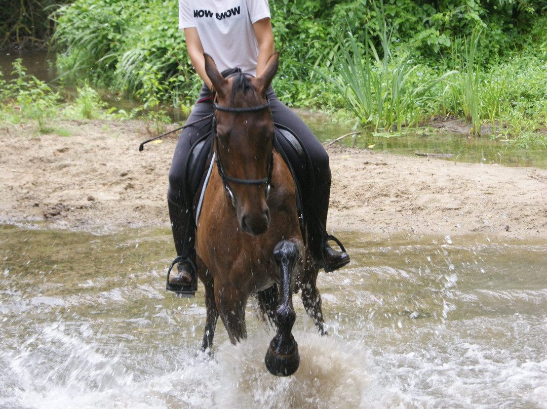 Centre Equestre d'Azay le Rideau景点图片