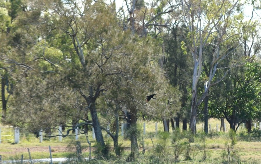 Osprey Environmental Centre Brisbane景点图片