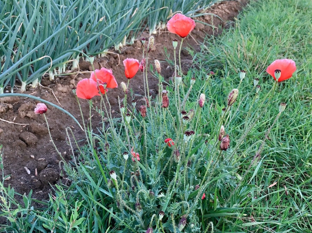 Landgut Schill主图