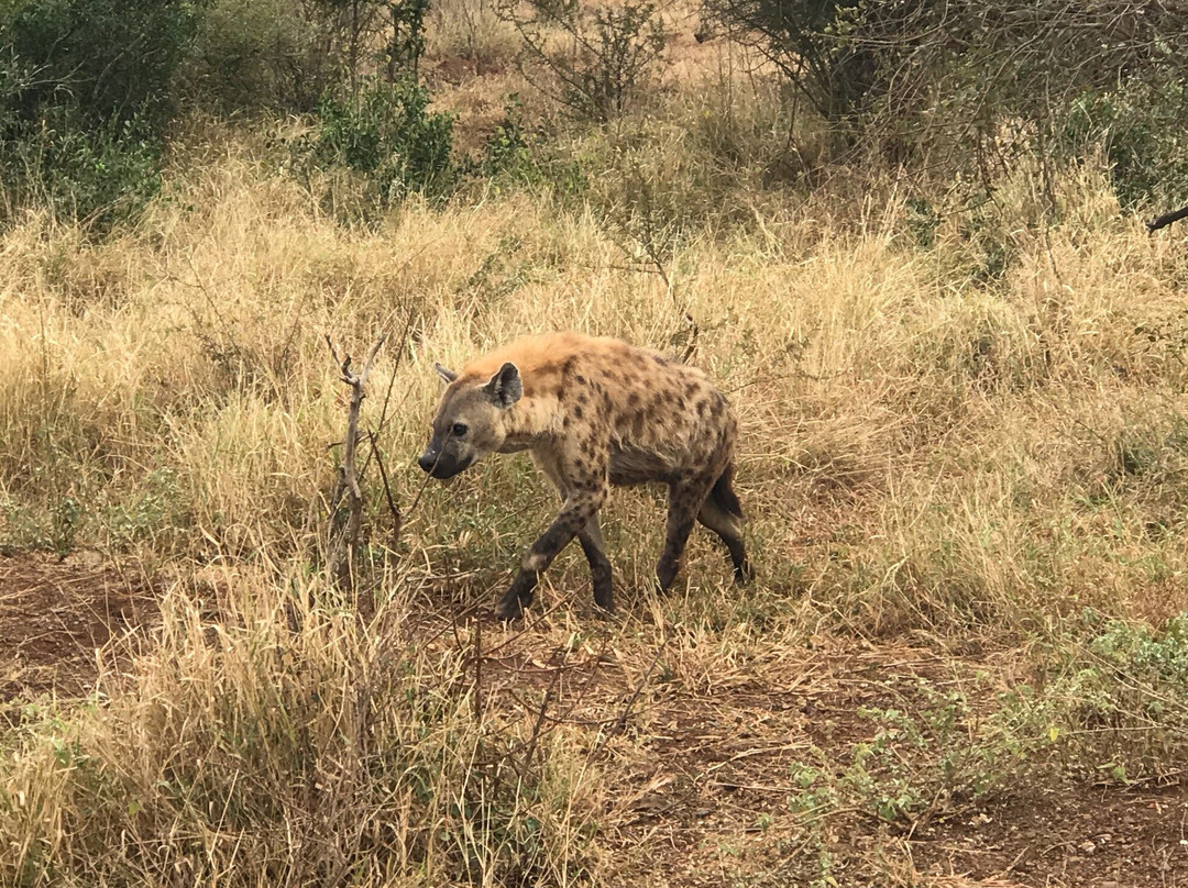 Vula Safaris-尼斯普鲁特必去景点