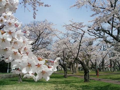 森町旅游景点-Aobagaoka Park