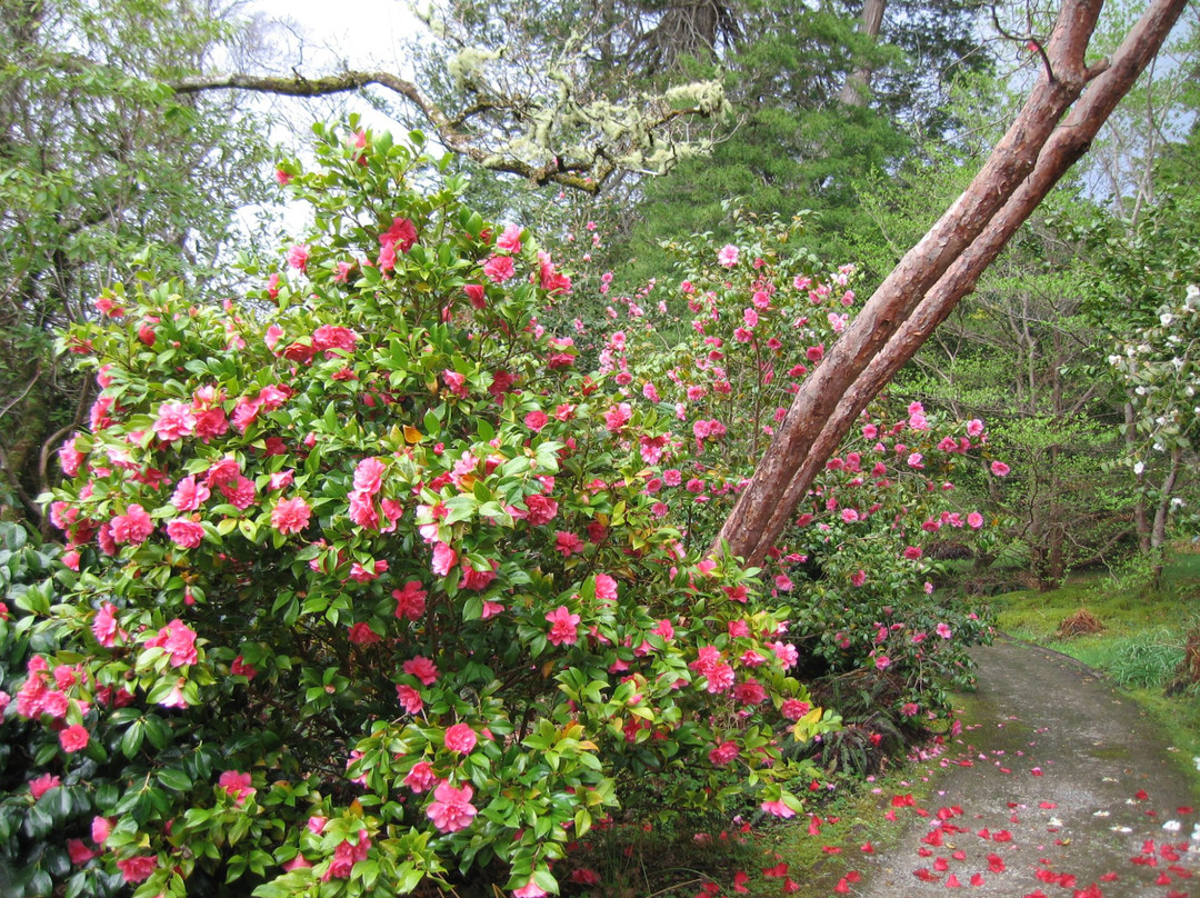 Leckmelm Shrubbery & Arboretum景点图片