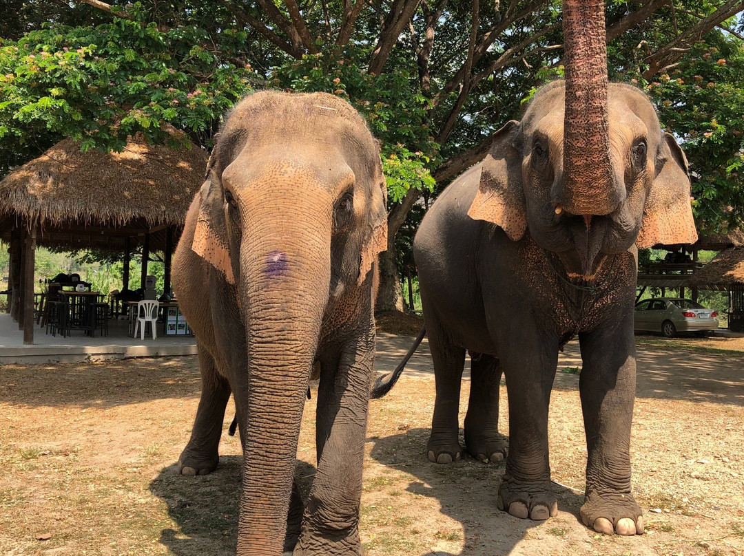 Inthanon Elephant Sanctuary & Wildlife Preserve景点图片