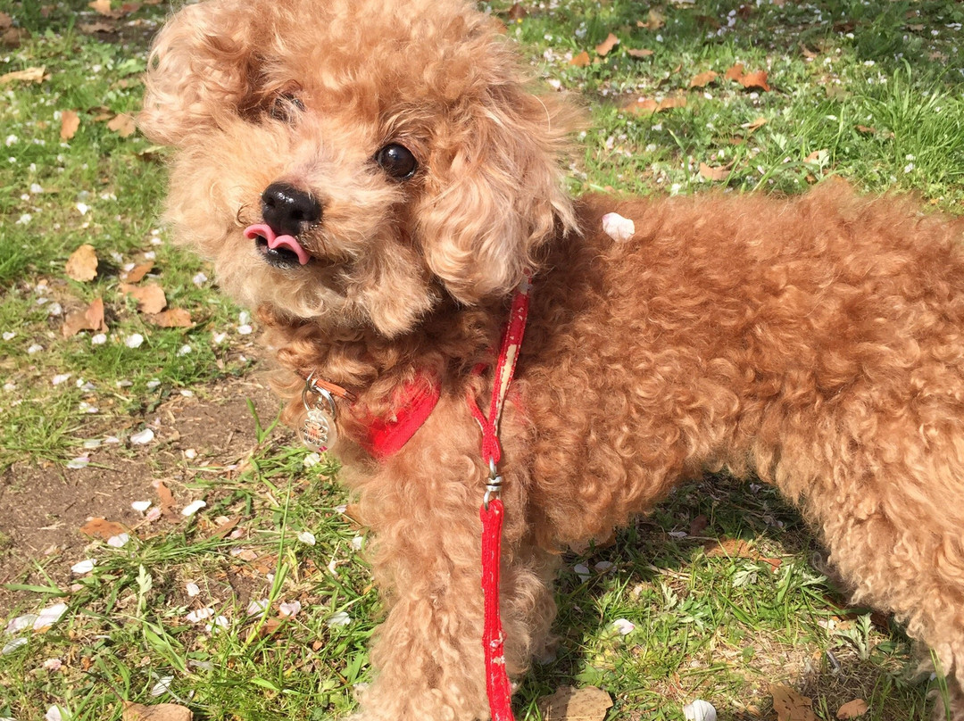 Kishiwada Central Park-岸和田市必去景点