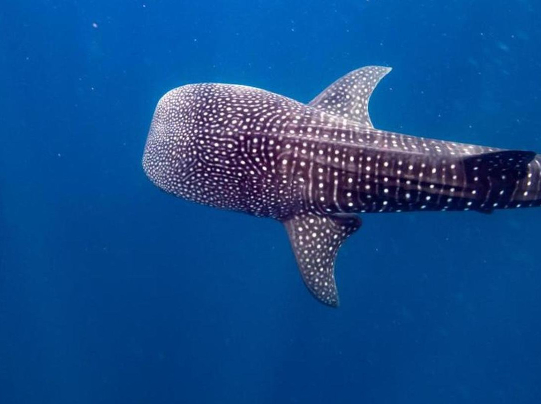 Tiny Island Maldives主图