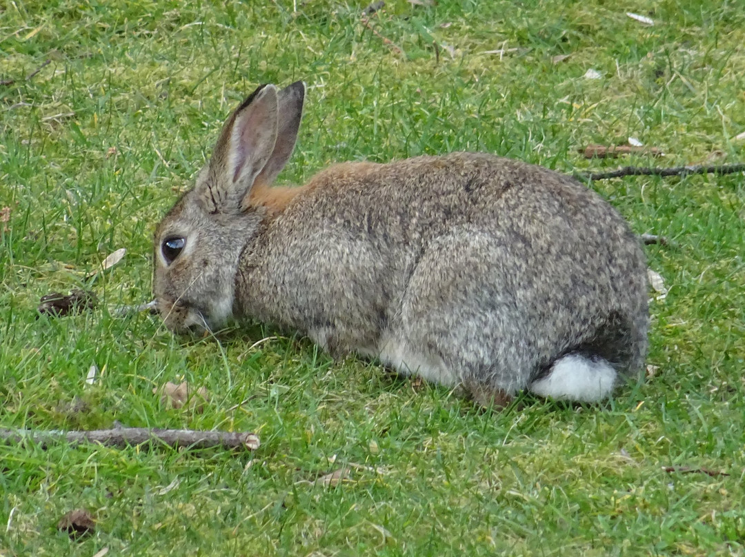 Kinderboerderij de Naturij景点图片