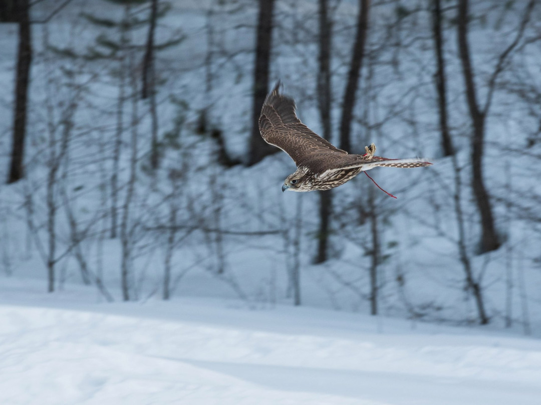 Monitoring And Rehabilitation Center For Predatory Birds Kholzan景点图片