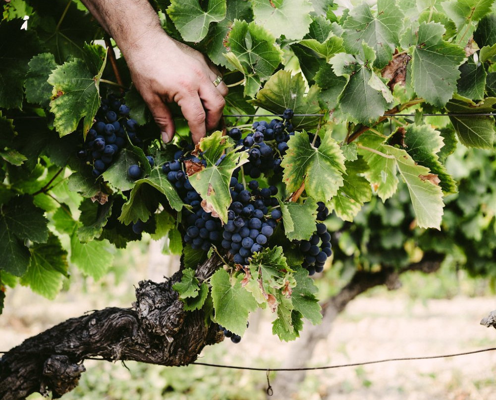 Bertrand Bosc Winetour-蒙彼利埃必去景点