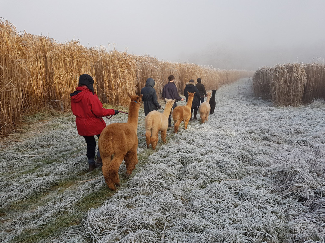 Temevale Alpacas景点图片
