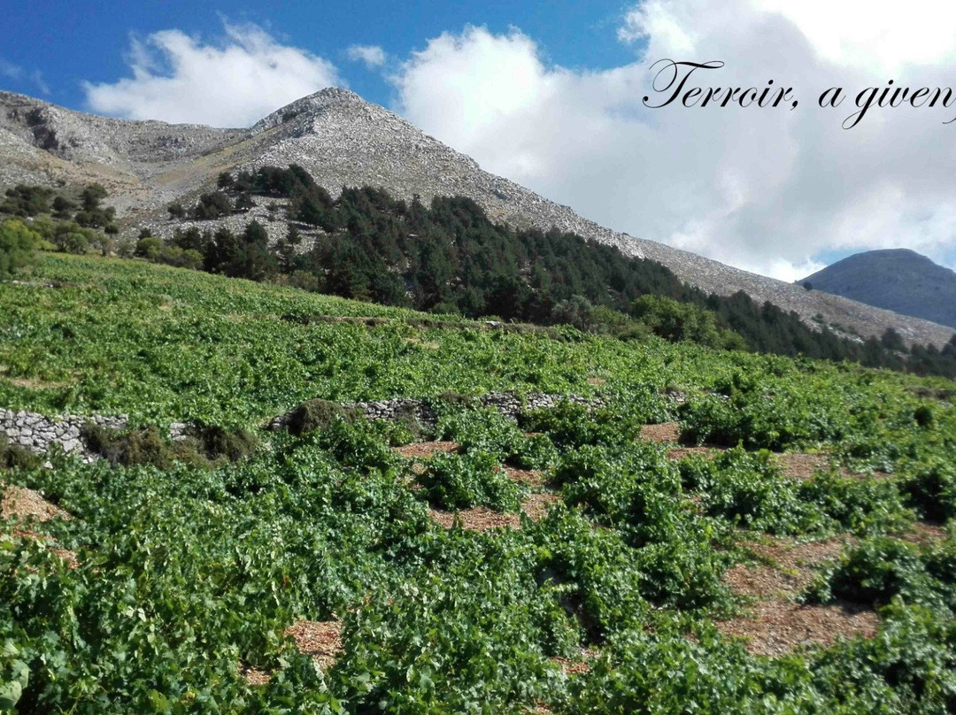 Alexandris Winery-Embonas必去景点