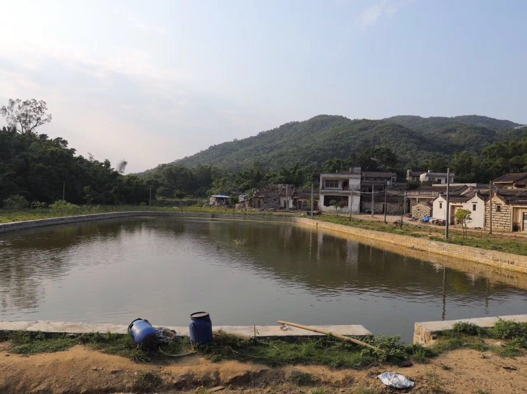 古榕报石-惠来县必去景点