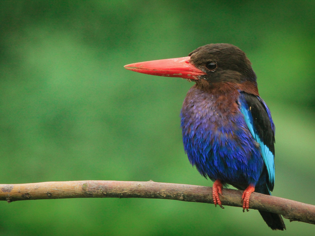 Birdpacker Birding Tour景点图片