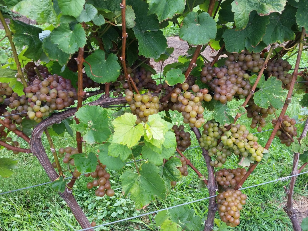 Ciccone Vineyard & Winery景点图片