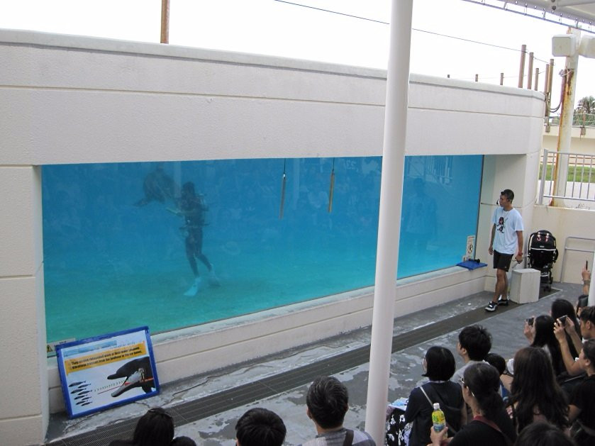 冲绳海洋博公园海豚表演剧场-本部町必去景点