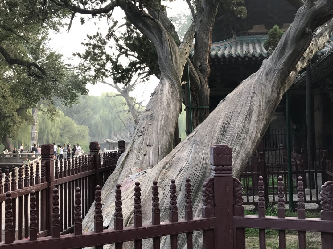 周柏唐槐-太原市必去景点