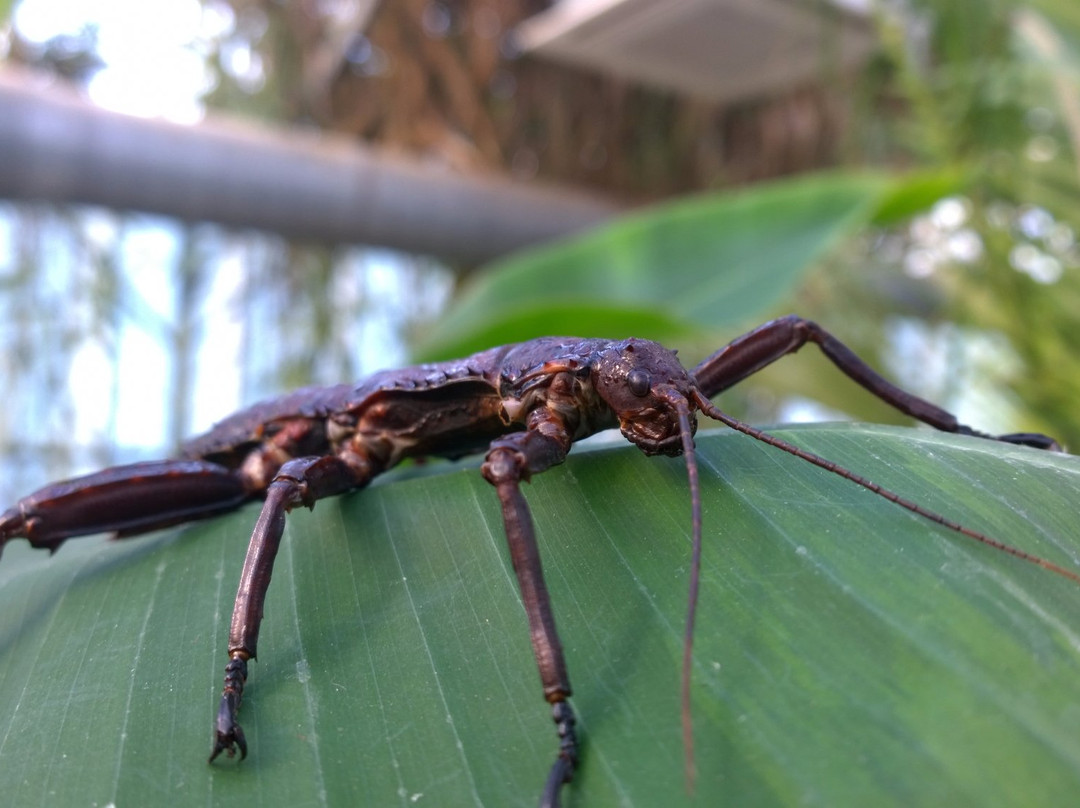 Bugtopia Hornsea Zoo景点图片