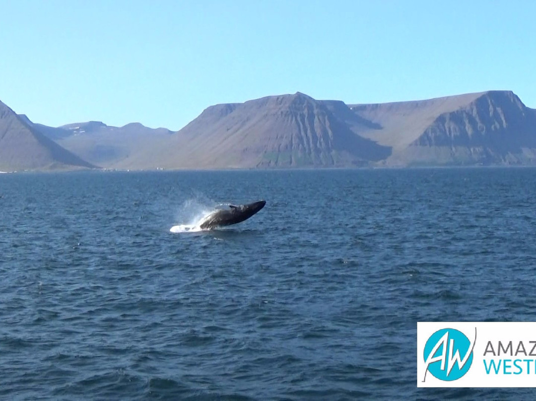 Amazing Westfjords-伊萨菲厄泽必去景点