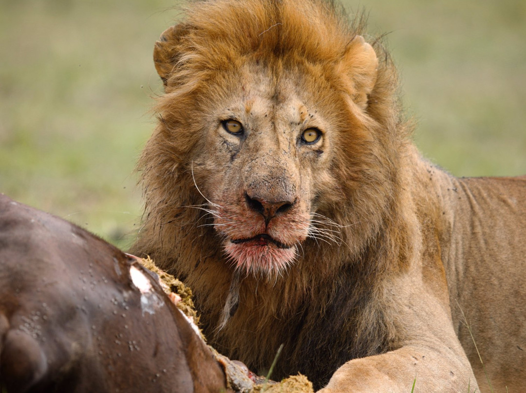 Real Masai Safari-内罗毕必去景点