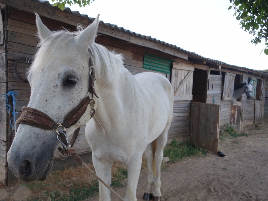 Horse Riding Zadar-扎达尔必去景点