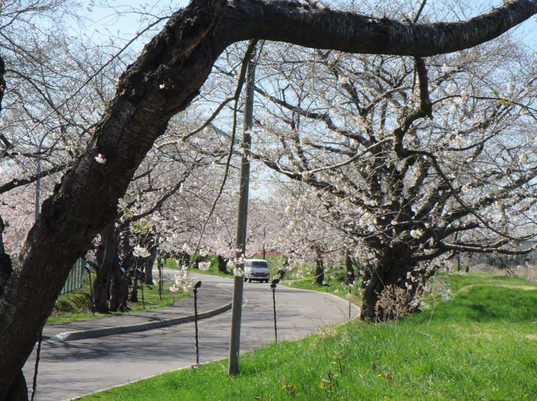 Ono River Cherry Blossom Avenue-北斗市必去景点