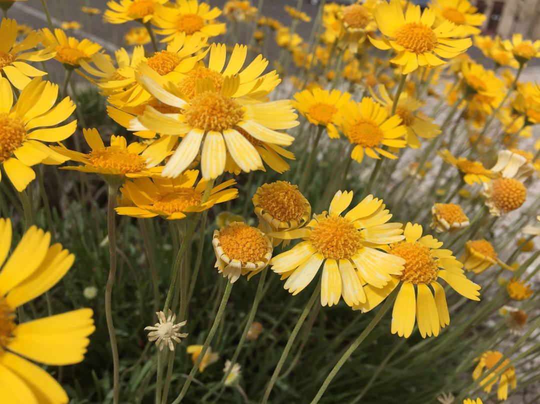 Centennial Plaza, Permaculture and Native Plant Display Garden-Clarkdale必去景点