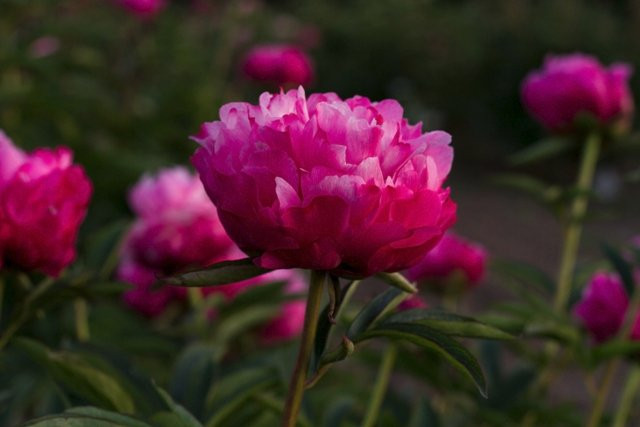 Brooks Gardens Peonies-Brooks必去景点