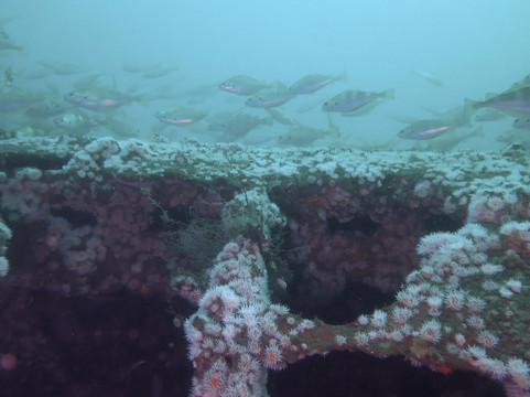 Haliotis Porto-马托西纽什必去景点