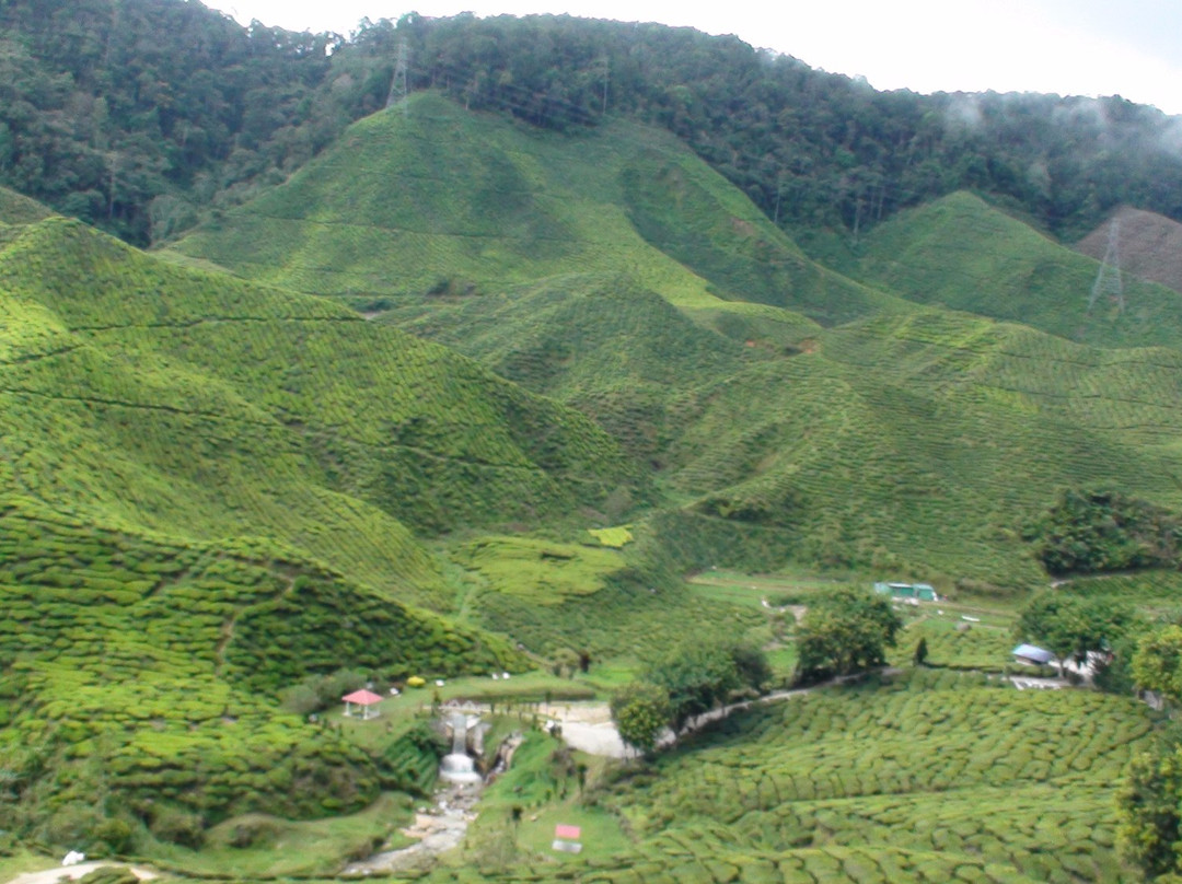Cameron Highlands