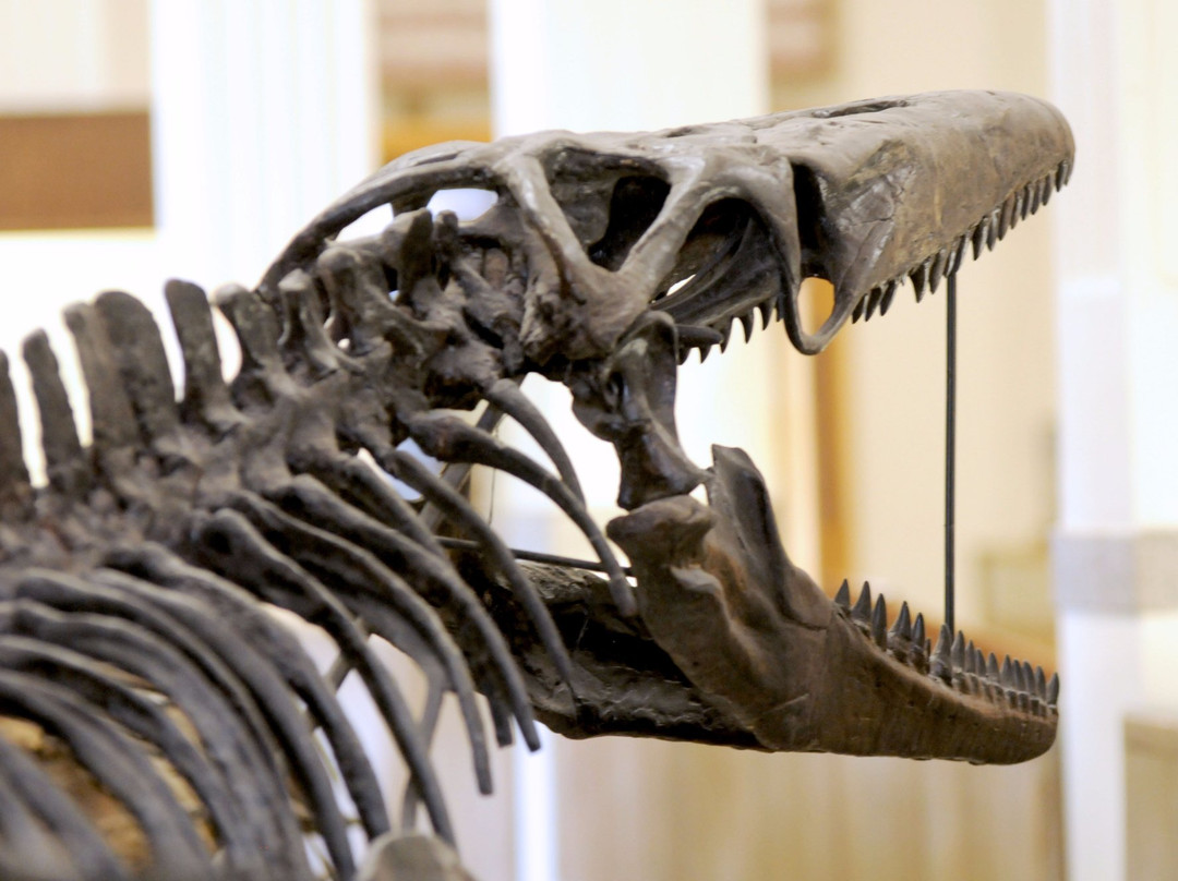 拉皮德城旅游景点-Museum of Geology