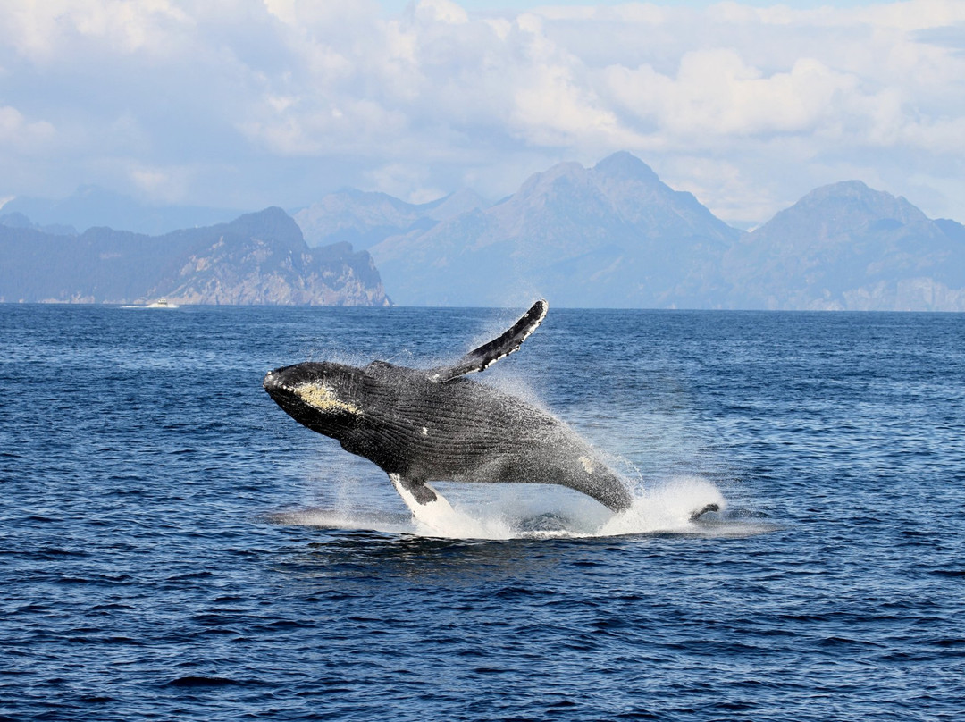 Kenai Fjords Tours-苏厄德必去景点