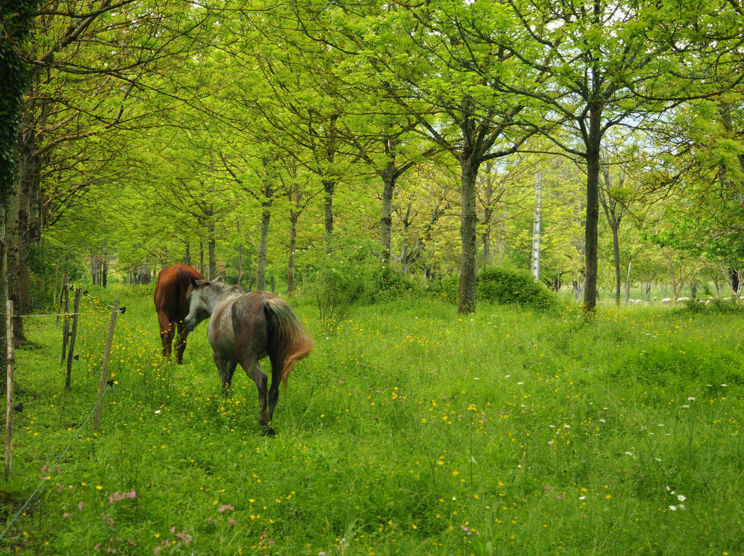 Cheval Rando Equitation-Creysse必去景点