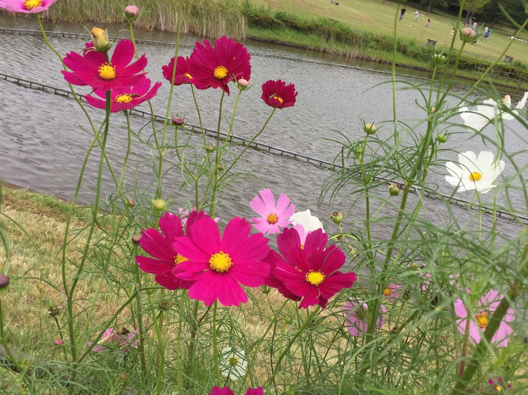 Hokusouhananooka Park-印西市必去景点