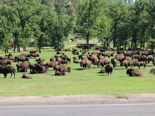 Custer State Park Resort-卡斯特必去景点