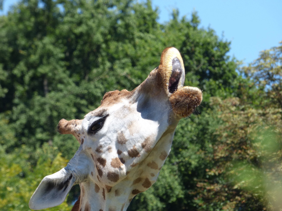 Zoo de Lyon-里昂必去景点