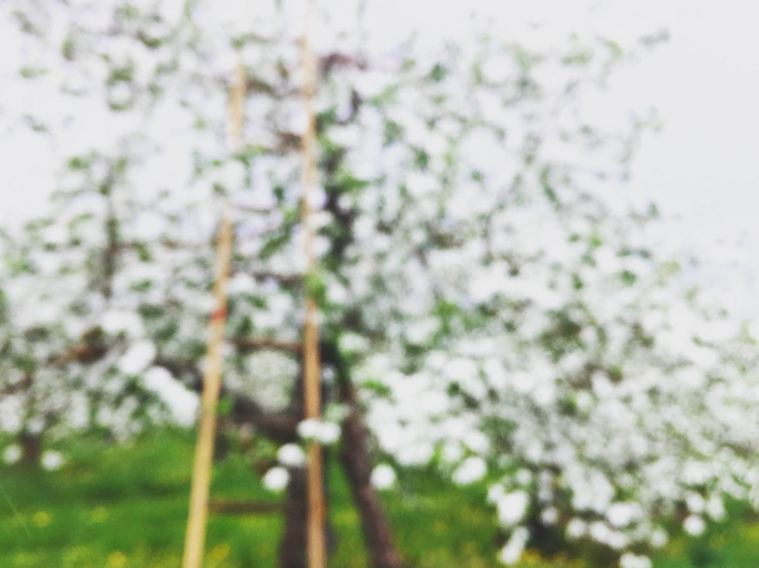 Green Mountain Orchards-普特尼必去景点