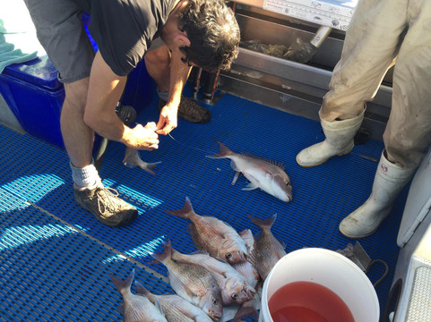 Rampant Charters-纳皮尔必去景点