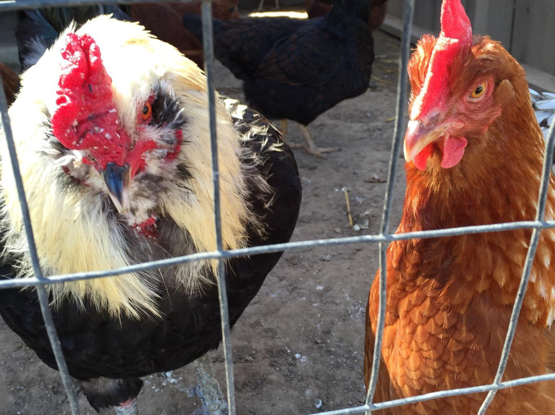 Michael David Vineyards-洛迪必去景点