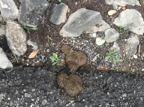 艾森豪威尔公园-圣安东尼奥市必去景点