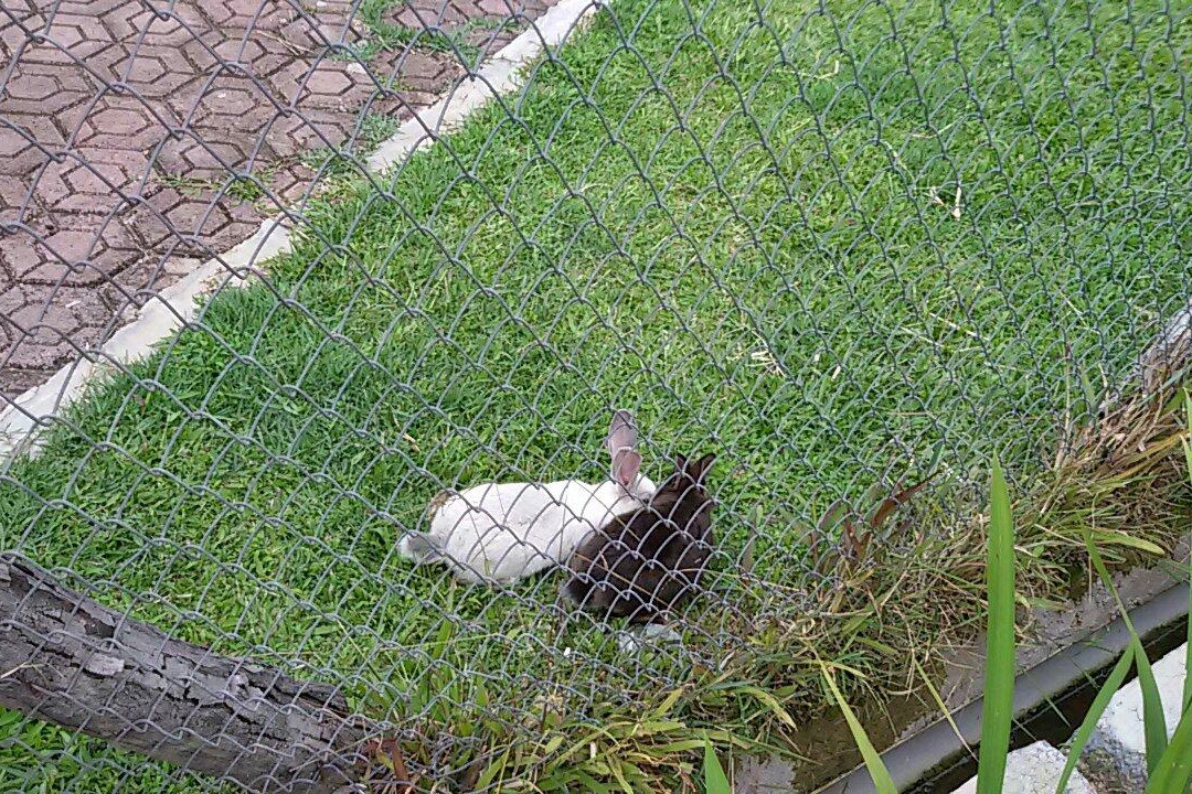 Ciwidey Rabbit Park-万隆必去景点