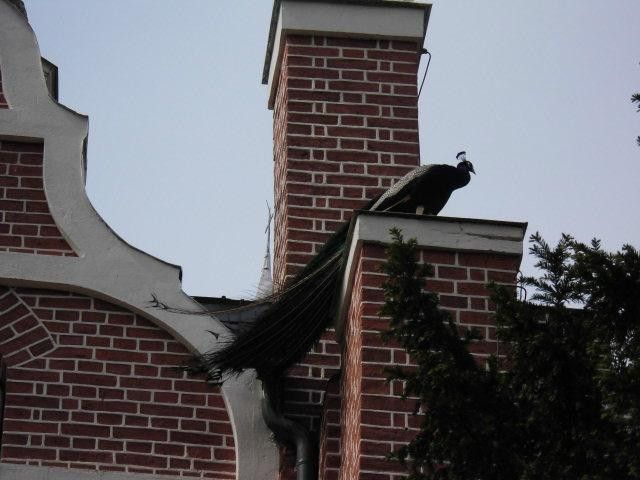 Gotisches Haus-Wörlitz必去景点