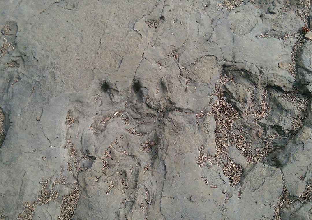 Flatbed Valley-Tumbler Ridge必去景点