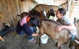 La Ferme du Cugnon-Hauteluce必去景点