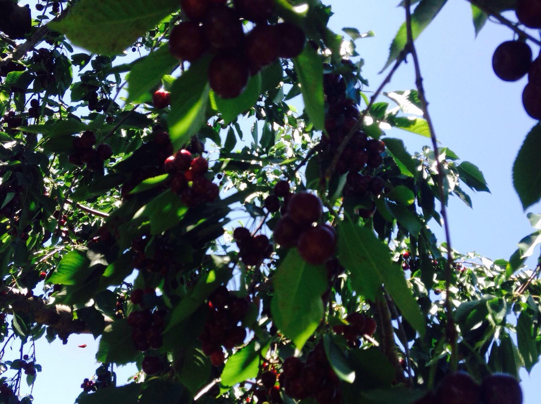 Shaw Orchards景点图片