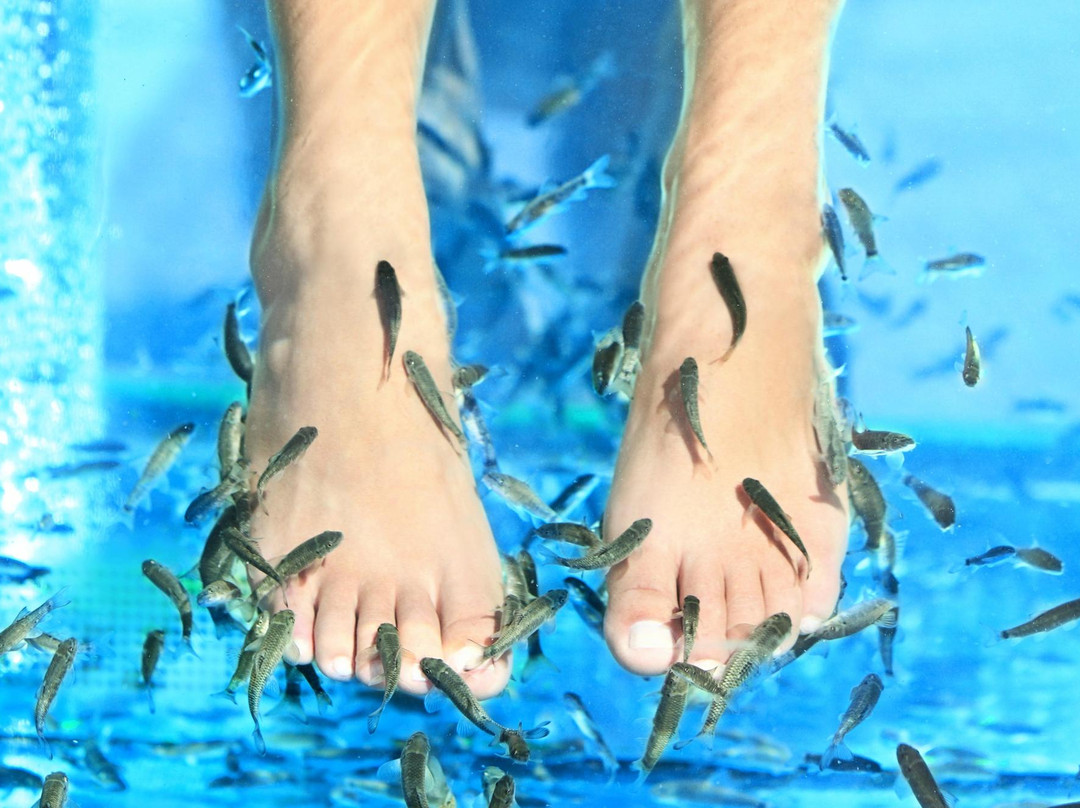 Fresh Feet Fish Spa景点图片