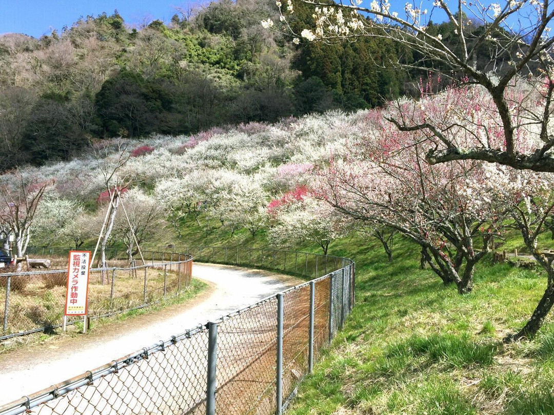 Kogezawa Plum Grove景点图片
