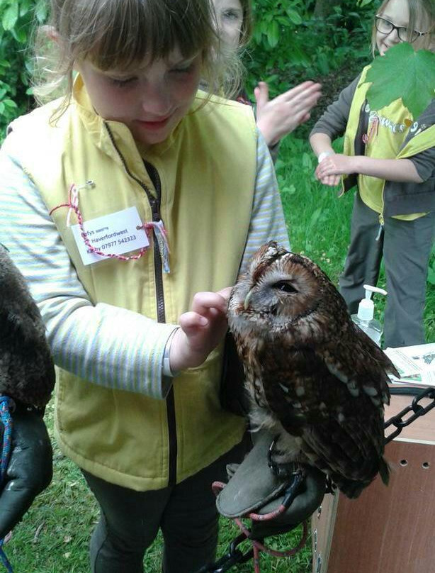 North Wales Owl Sanctuary景点图片