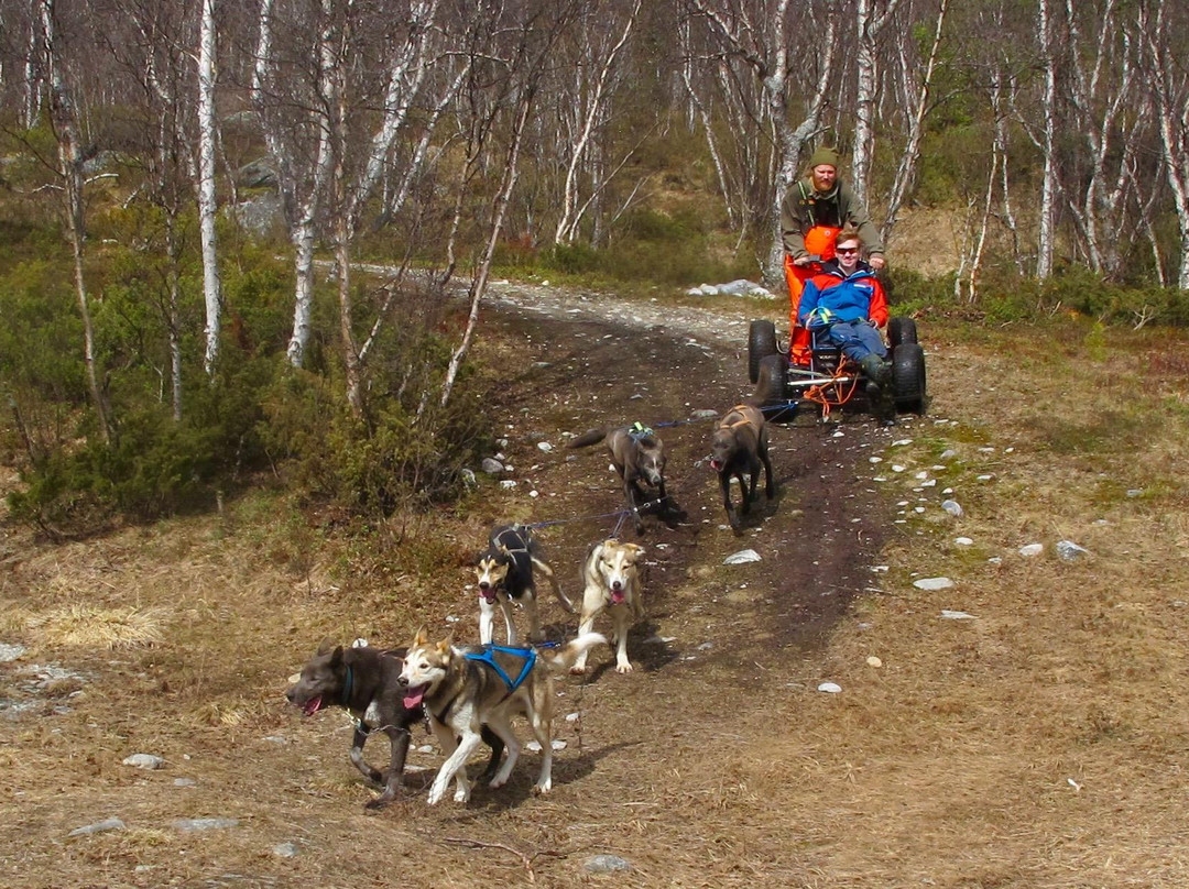 Alaskan Husky Tours Day Tours景点图片