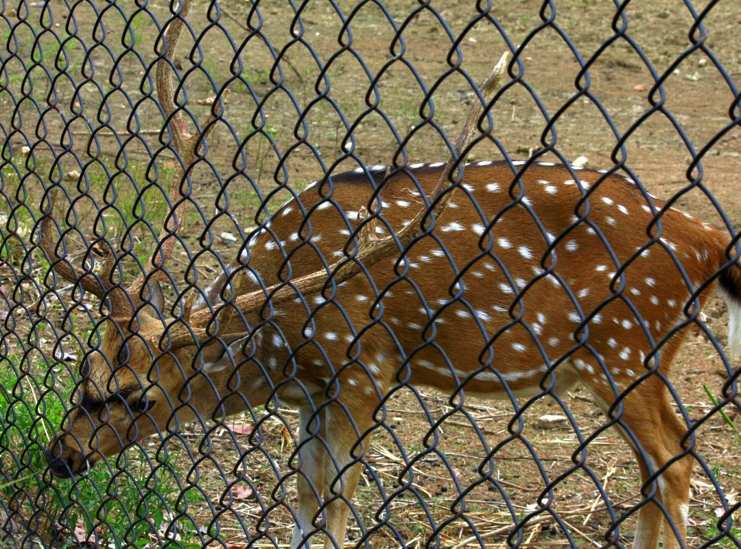 Kinnerasani Wildlife Sanctuary景点图片