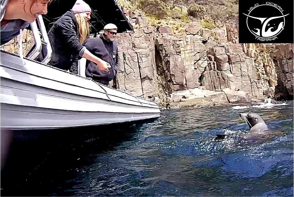 Wild Ocean Tasmania-伊格尔霍克内克必去景点